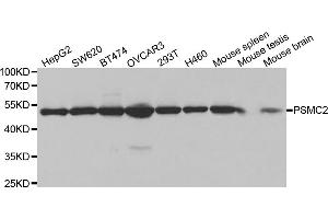 Western blot analysis of extracts of various cell lines, using PSMC2 antibody (ABIN5971033) at 1/1000 dilution. (PSMC2 Antikörper)