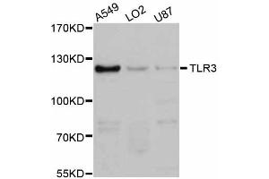 Western blot analysis of extracts of various cell lines, using TLR3 antibody (ABIN5999058) at 1:3000 dilution. (TLR3 Antikörper)