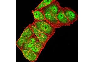 Immunofluorescence analysis of Hela cells using GRIK3 mouse mAb (green). (GRIK3 Antikörper  (AA 32-173))
