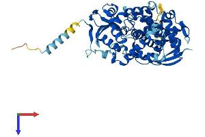 CYP39A1 Protein (AA 1-470) (His tag)