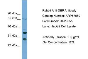 WB Suggested Anti-DBP  Antibody Titration: 0.
