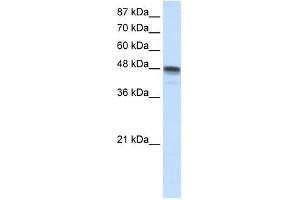 RBMS3 antibody used at 1. (RBMS3 Antikörper  (N-Term))