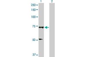 Western Blot analysis of SOX13 expression in transfected 293T cell line by SOX13 MaxPab polyclonal antibody. (SOX13 Antikörper  (AA 1-622))