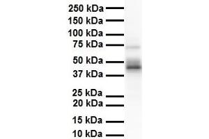 WB Suggested Anti-ENO3 antibody Titration: 1 ug/mL Sample Type: Human heart (ENO3 Antikörper  (N-Term))