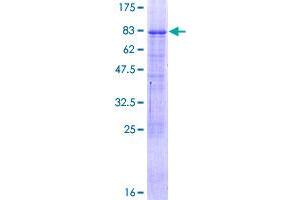 NR2C1 Protein (AA 1-467) (GST tag)