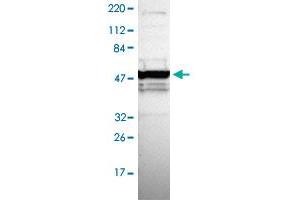 Western blot analysis of Human cell line RT-4 with ZNF764 polyclonal antibody . (ZNF764 Antikörper)