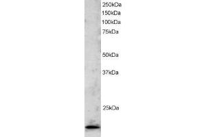 Western Blotting (WB) image for anti-TBP-Like 1 (TBPL1) (C-Term) antibody (ABIN2466392) (TBPL1 Antikörper  (C-Term))