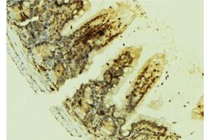 ABIN6269074 at 1/100 staining Mouse colon tissue by IHC-P. (EGFR Antikörper  (Internal Region))