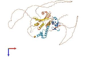 RLIM Protein (AA 1-600) (His tag)