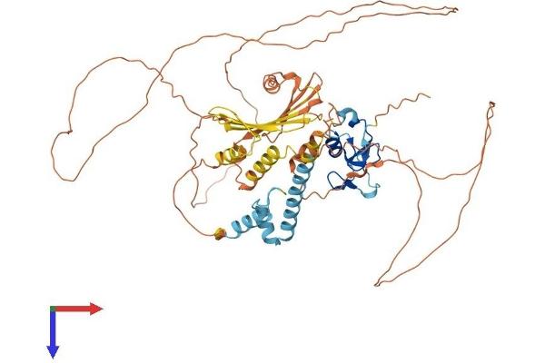 RLIM Protein (AA 1-600) (His tag)