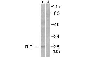 Western Blotting (WB) image for anti-Ras-Like Without CAAX 1 (RIT1) (C-Term) antibody (ABIN1848764) (RIT1 Antikörper  (C-Term))