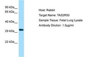 Image no. 1 for anti-Taste Receptor, Type 2, Member 50 (TAS2R50) (AA 187-236) antibody (ABIN6750078) (TAS2R50 Antikörper  (AA 187-236))