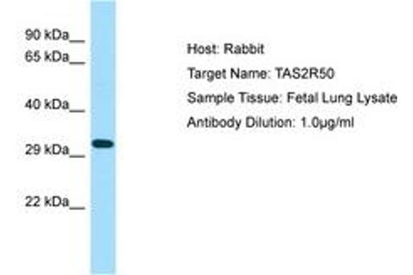 TAS2R50 antibody  (AA 187-236)