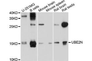 Western blot analysis of extracts of various cell lines, using UBE2N antibody (ABIN5999134) at 1/1000 dilution. (UBE2N Antikörper)