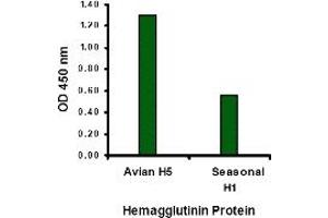 Image no. 2 for anti-Hemagglutinin antibody (Influenza A Virus H5N1) (N-Term) (ABIN1031254) (Hemagglutinin Antikörper  (N-Term))
