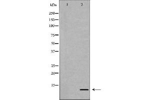 Western blot analysis of extracts of HeLa  using H4R3 me2a antibody. (Histone H4 Antikörper  (meArg3))