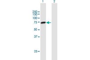 Western Blot analysis of PRMT5 expression in transfected 293T cell line by PRMT5 MaxPab polyclonal antibody. (PRMT5 Antikörper  (AA 1-637))