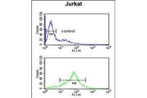 SOD1 Antibody (Center) (ABIN652681 and ABIN2842453) flow cytometric analysis of Jurkat cells (bottom histogram) compared to a negative control cell (top histogram). (SOD1 Antikörper  (AA 55-84))