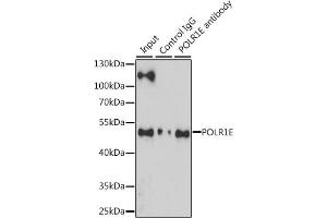 Immunoprecipitation analysis of 200 μg extracts of Jurkat cells, using 3 μg POLR1E antibody (ABIN6131099, ABIN6145912, ABIN6145913 and ABIN6216434). (POLR1E Antikörper  (AA 1-419))