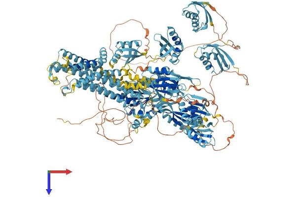 ATP7B Protein (AA 1-1462) (His tag)
