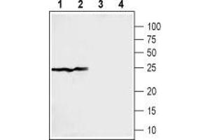 Western blot analysis of rat (lanes 1 and 3) and mouse (lanes 2 and 4) liver membranes: - 1,2. (SIGMAR1 Antikörper  (C-Term, Intracellular))