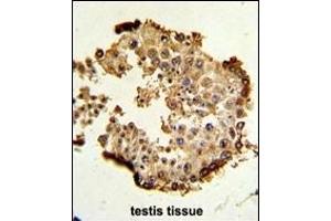 Formalin-fixed and paraffin-embedded human testis tissue reacted with HSP90AB1 Antibody (Center), which was peroxidase-conjugated to the secondary antibody, followed by DAB staining.