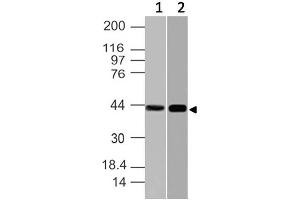 Image no. 1 for anti-Nuclear Factor of kappa Light Polypeptide Gene Enhancer in B-Cells Inhibitor-Like 1 (NFKBIL1) (AA 150-360) antibody (ABIN5027392) (NFKBIL1 Antikörper  (AA 150-360))