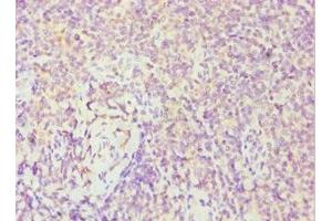 Immunohistochemistry of paraffin-embedded human tonsil tissue using ABIN7174019 at dilution of 1:100 (FES Antikörper  (AA 120-420))