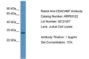 WB Suggested Anti-CEACAM7  Antibody Titration: 0. (CEACAM7 Antikörper  (N-Term))