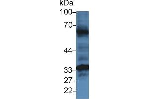 HFE2 Antikörper  (AA 41-386)