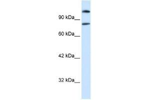SREBF2 antibody (70R-10518) used at 1 ug/ml to detect target protein.