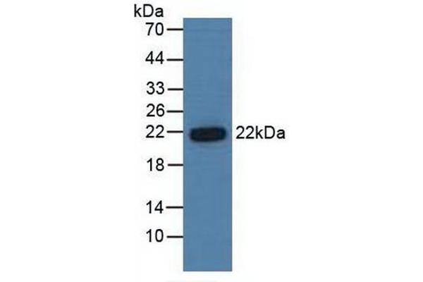 PSMB6 Antikörper  (AA 2-239)