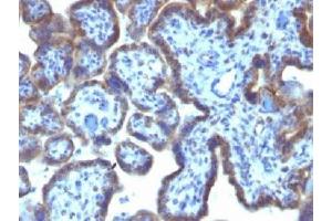 IHC testing of FFPE human placenta with MAML3 antibody (clone MAML3/1303). (MAML3 Antikörper)