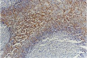 Immunohistochemistry of paraffin-embedded sections (tonsil) Immunohistochemistry staining of tonsil (paraffin-embedded sections) with anti-CD45RB (MEM-55). (CD45RB Antikörper  (FITC))