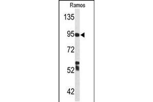 Western blot analysis of C7 Antibody in Ramos cell line lysates (35ug/lane) (C7 Antikörper  (AA 375-403))