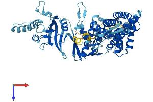 TCP1 alpha/CCTA Protein (AA 1-556) (His tag)