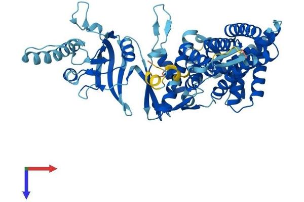 TCP1 alpha/CCTA Protein (AA 1-556) (His tag)