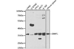 Western blot analysis of extracts of various cell lines, using DIMT1 antibody (ABIN2562220) at 1:1000 dilution. (DIMT1 Antikörper)