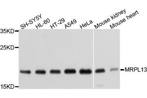 Western blot analysis of extracts of various cell lines, using MRPL13 antibody (ABIN1877008) at 1:1000 dilution. (MRPL13 Antikörper)