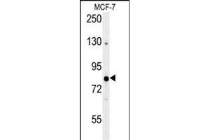 OXR1 Antibody (Center) (ABIN653547 and ABIN2842931) western blot analysis in MCF-7 cell line lysates (35 μg/lane). (OXR1 Antikörper  (AA 596-625))
