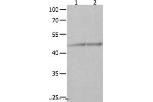 Western blot analysis of Jurkat and K562 cell , using NCK1 Polyclonal Antibody at dilution of 1:600 (NCK1 Antikörper)