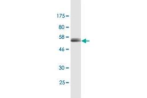 Western Blot detection against Immunogen (56. (CD320 Antikörper  (AA 1-282))