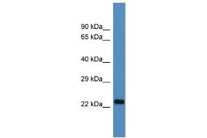Host:  Rabbit  Target Name:  U2AF1L4  Sample Type:  HepG2 Whole cell lysates  Antibody Dilution:  1. (Splicing factor U2AF 26 kDa subunit (U2AF1L4) (N-Term) Antikörper)