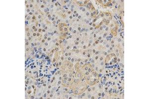 Immunohistochemistry of paraffin-embedded mouse kidney using NeuN antibody at dilution of 1:200 (x400 lens).