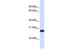 Western Blotting (WB) image for anti-serine Peptidase Inhibitor, Kunitz Type, 2 (SPINT2) antibody (ABIN2459311) (SPINT2 Antikörper)