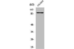 Western Blot analysis of COLO205 cells using Rap1GAP Polyclonal Antibody (RAP1GAP Antikörper  (C-Term))