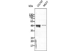 Western Blotting (WB) image for anti-Tubulin, beta (TUBB) (C-Term) antibody (ABIN7272982) (TUBB Antikörper  (C-Term))