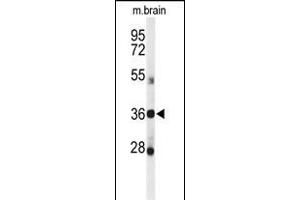 Western blot analysis of DDO Antibody (Center) (ABIN650991 and ABIN2840026) in mouse brain tissue lysates (35 μg/lane). (DDO Antikörper  (AA 102-130))
