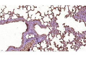 Paraformaldehyde-fixed, paraffin embedded Mouse lung, Antigen retrieval by boiling in sodium citrate buffer (pH6. (OAS2 Antikörper  (AA 401-500))