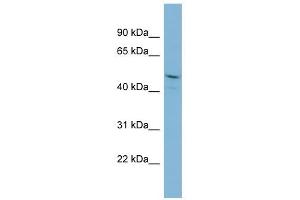 PPIL2 antibody used at 1 ug/ml to detect target protein. (PPIL2 Antikörper)